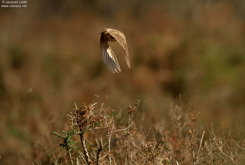 Cochevis huppé