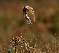 Crested Lark