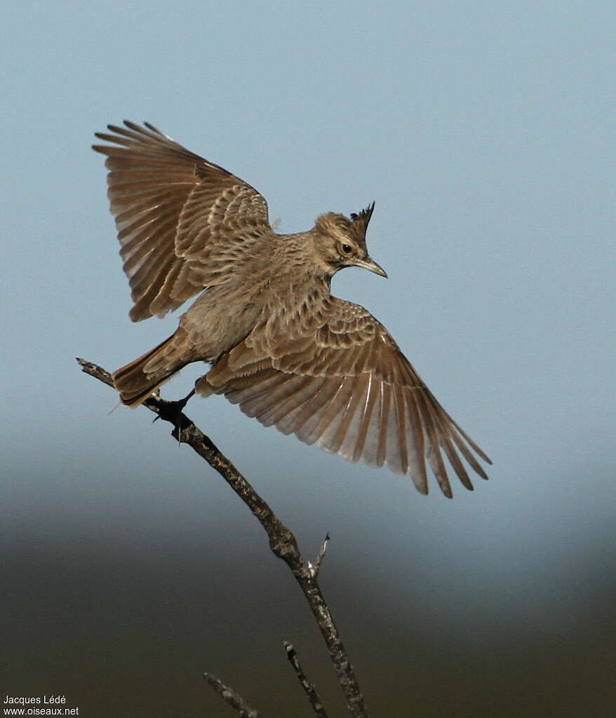 Crested Larkadult, Flight