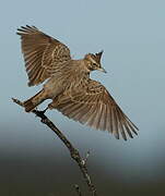 Crested Lark