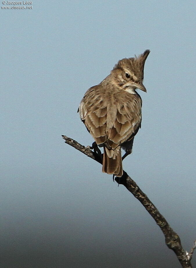 Cochevis huppé