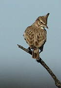 Crested Lark