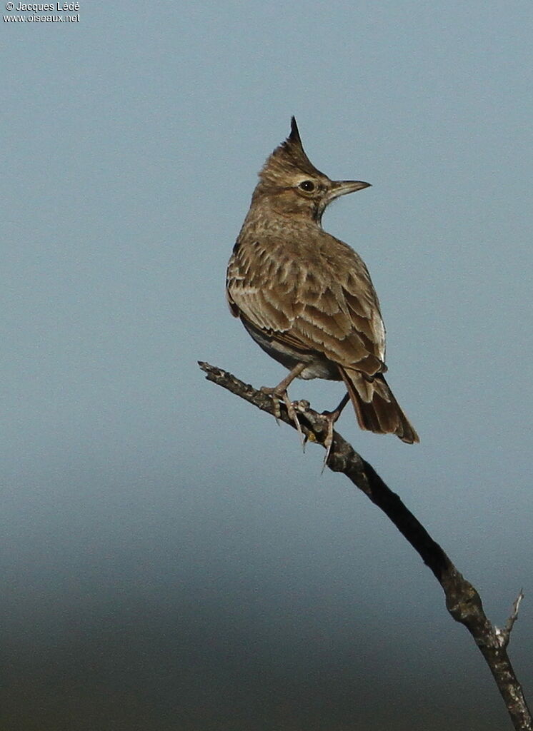 Cochevis huppé