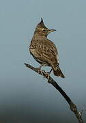 Crested Lark