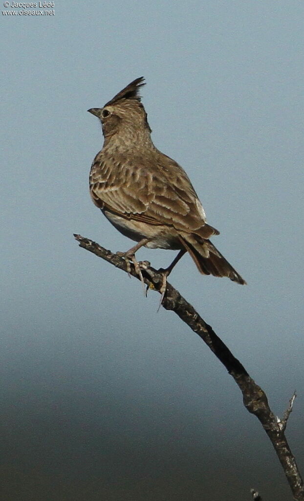 Cochevis huppé