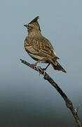 Crested Lark