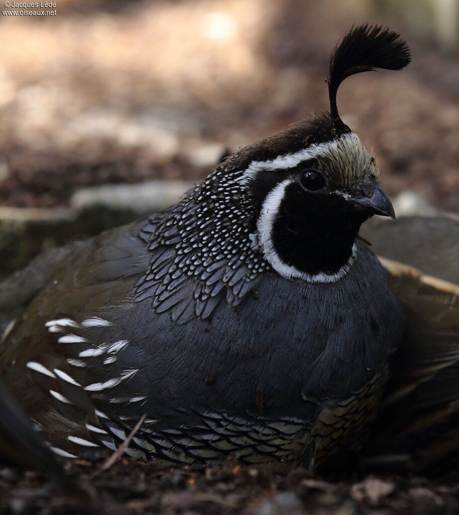 California Quail