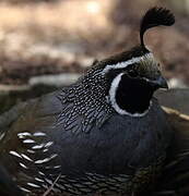 California Quail