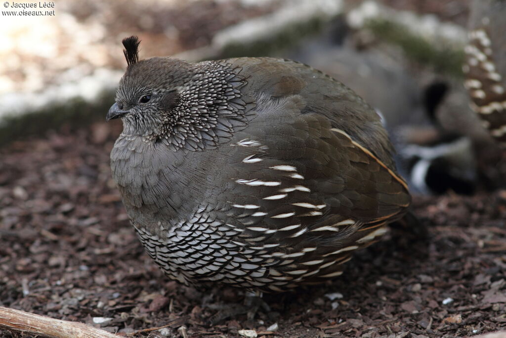 California Quail