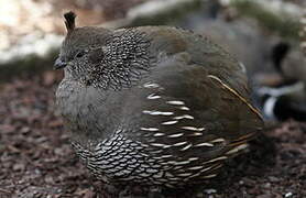 California Quail