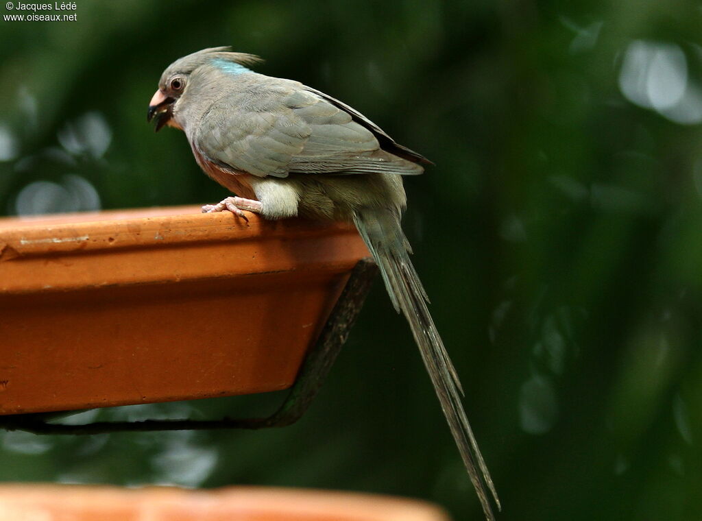 Blue-naped Mousebird