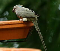 Blue-naped Mousebird