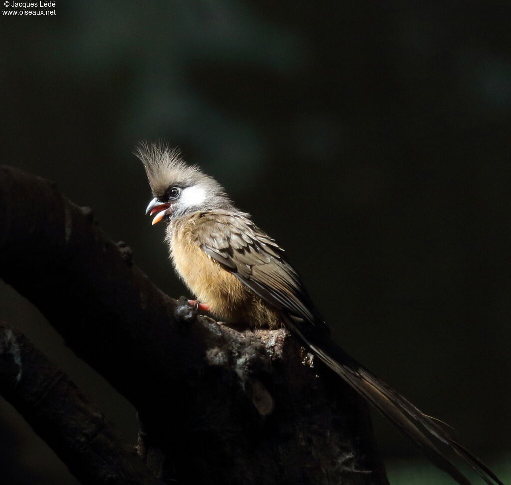 Speckled Mousebird