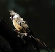 Speckled Mousebird