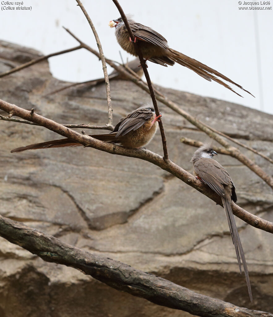 Speckled Mousebird