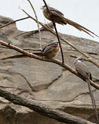 Speckled Mousebird