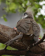 Speckled Mousebird