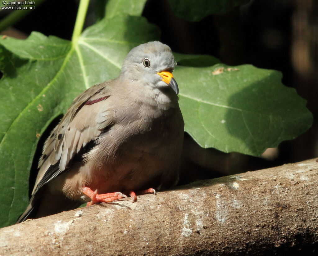 Croaking Ground Dove