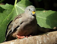 Croaking Ground Dove