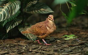 Ruddy Quail-Dove