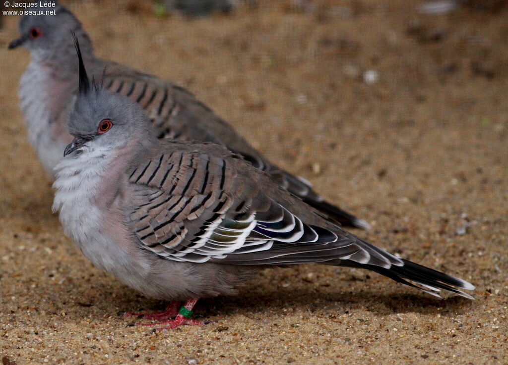 Crested Pigeon