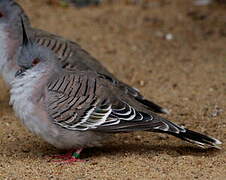 Crested Pigeon