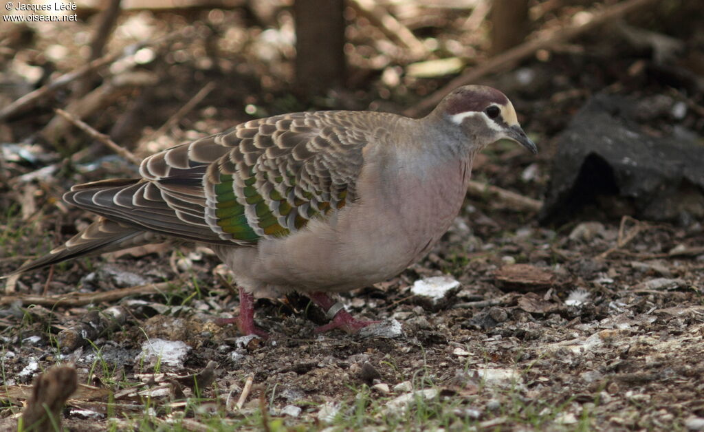 Common Bronzewing