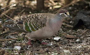 Common Bronzewing