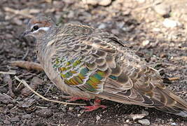 Common Bronzewing