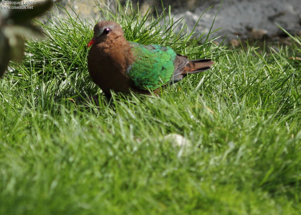 Common Emerald Dove