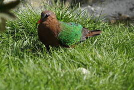 Common Emerald Dove