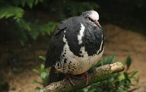 Wonga Pigeon