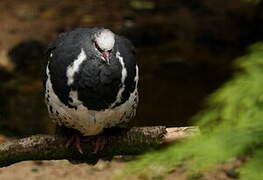 Wonga Pigeon