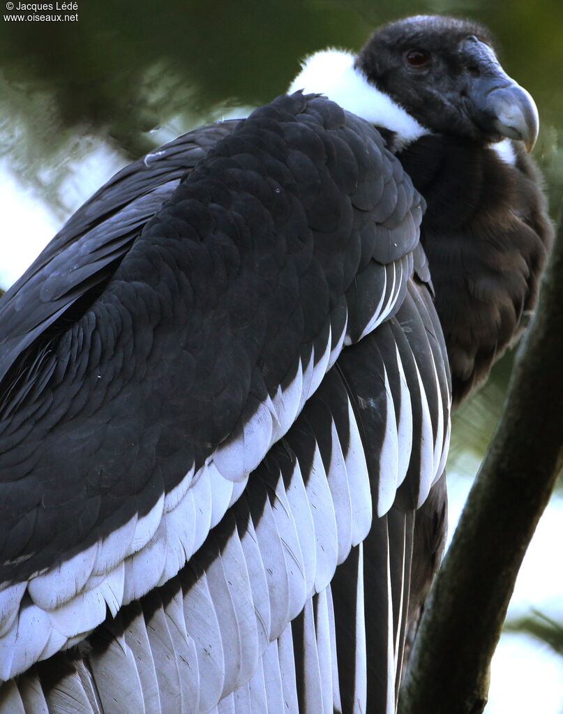 Condor des Andes