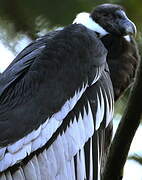 Andean Condor