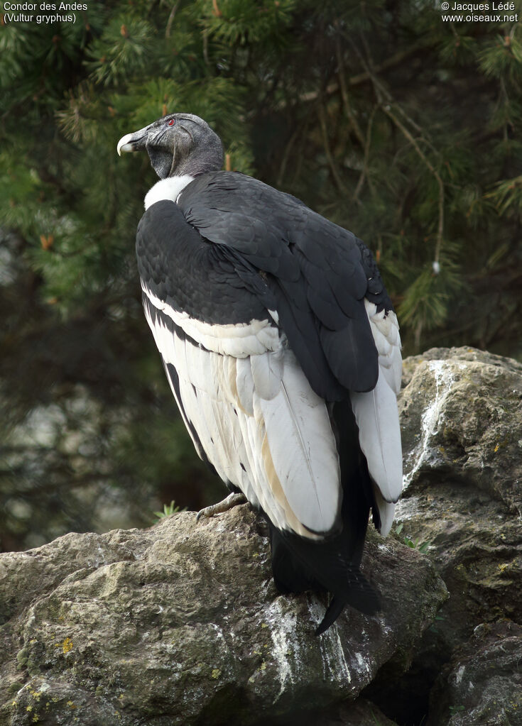 Condor des Andes