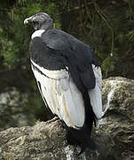 Andean Condor