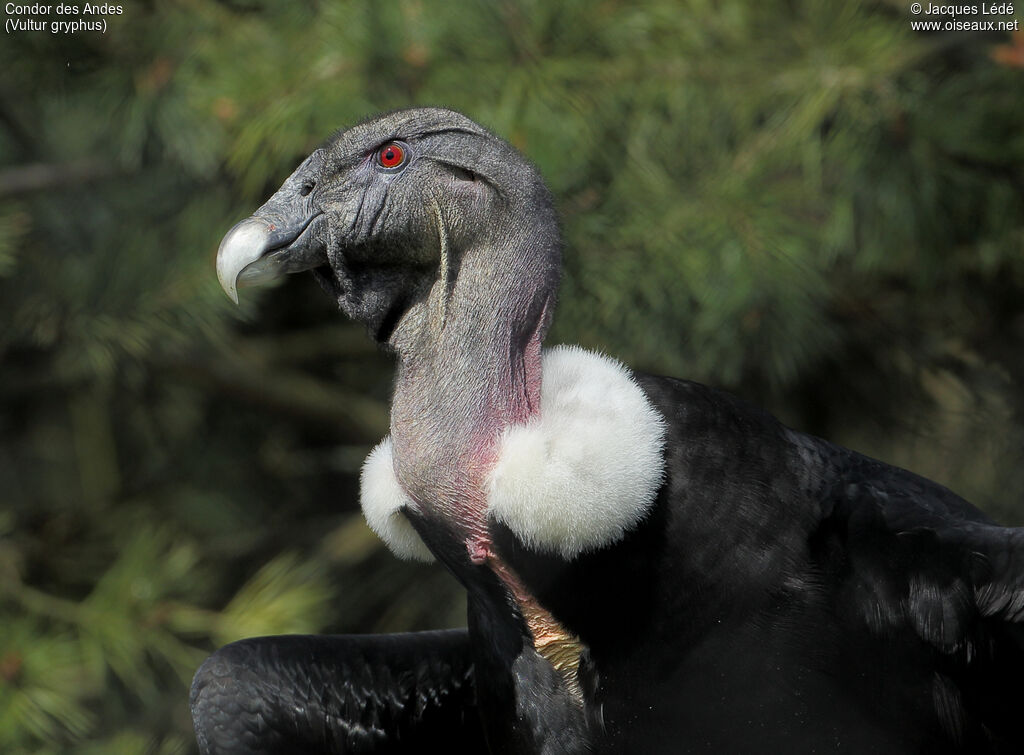 Condor des Andes