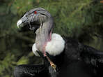 Condor des Andes