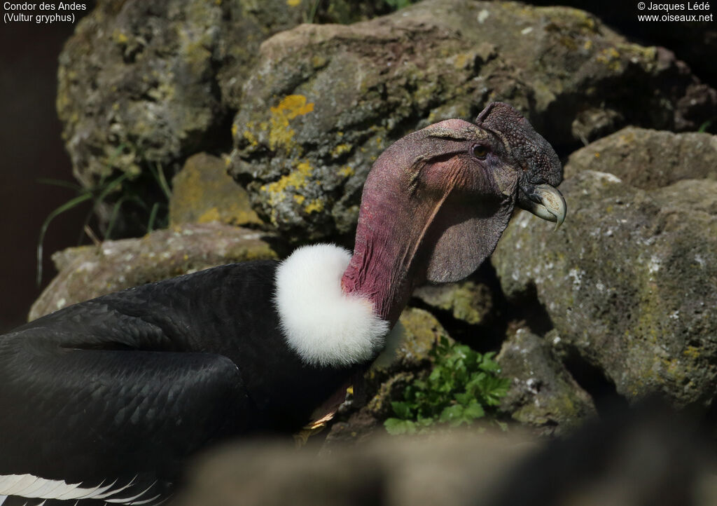 Condor des Andes