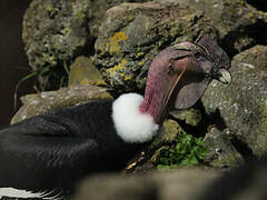 Andean Condor