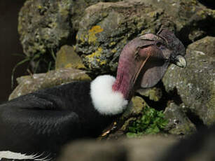 Condor des Andes