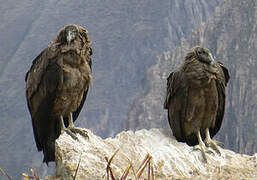 Andean Condor