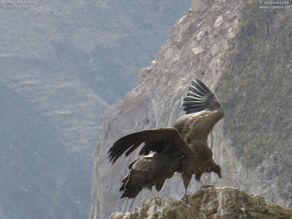 Condor des Andes