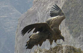 Andean Condor