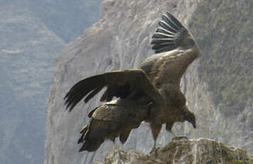 Condor des Andes