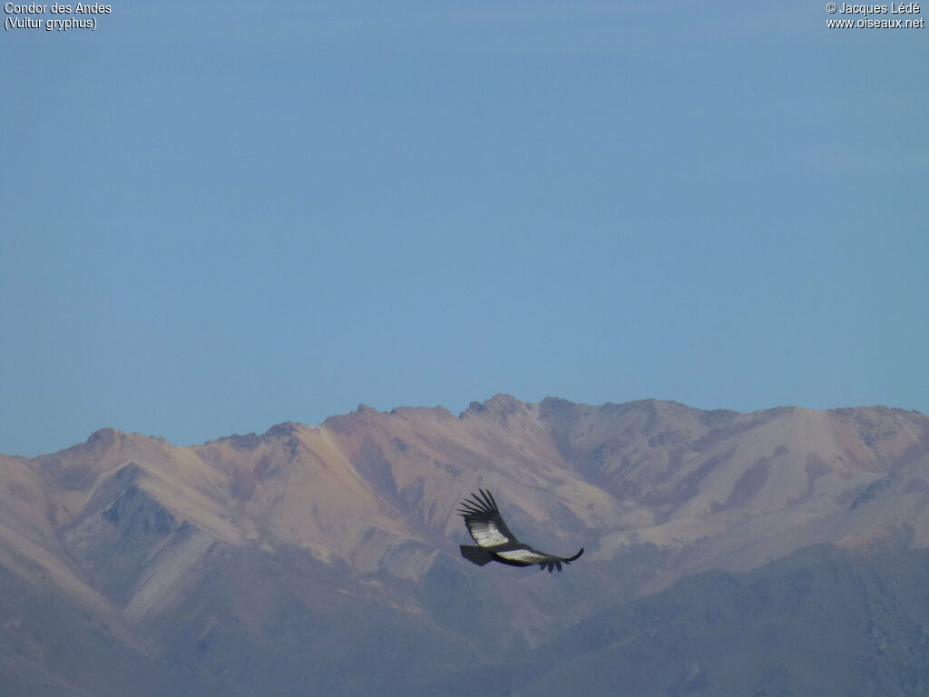 Condor des Andes