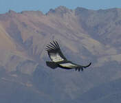 Condor des Andes