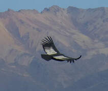 Condor des Andes