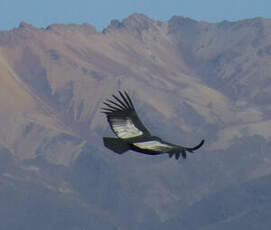 Condor des Andes